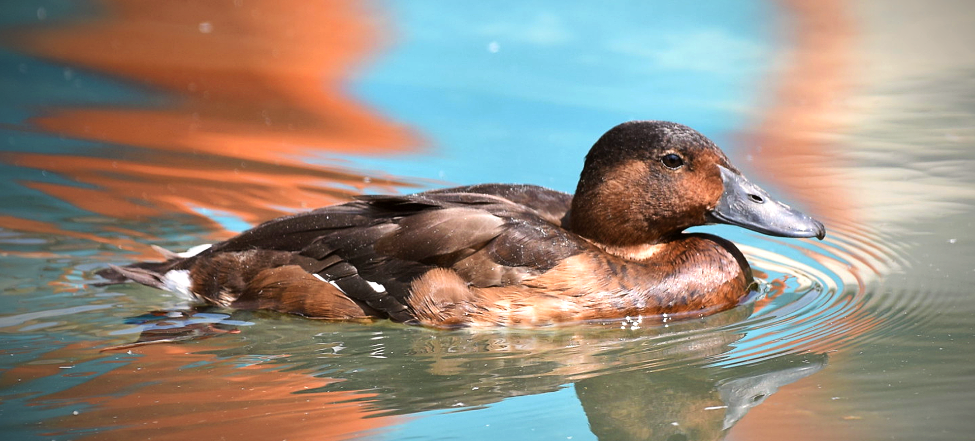 Baer's Pochard