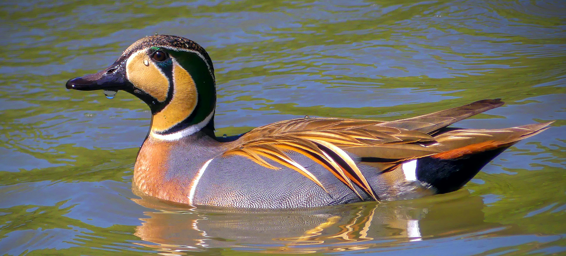 Baikal Teal