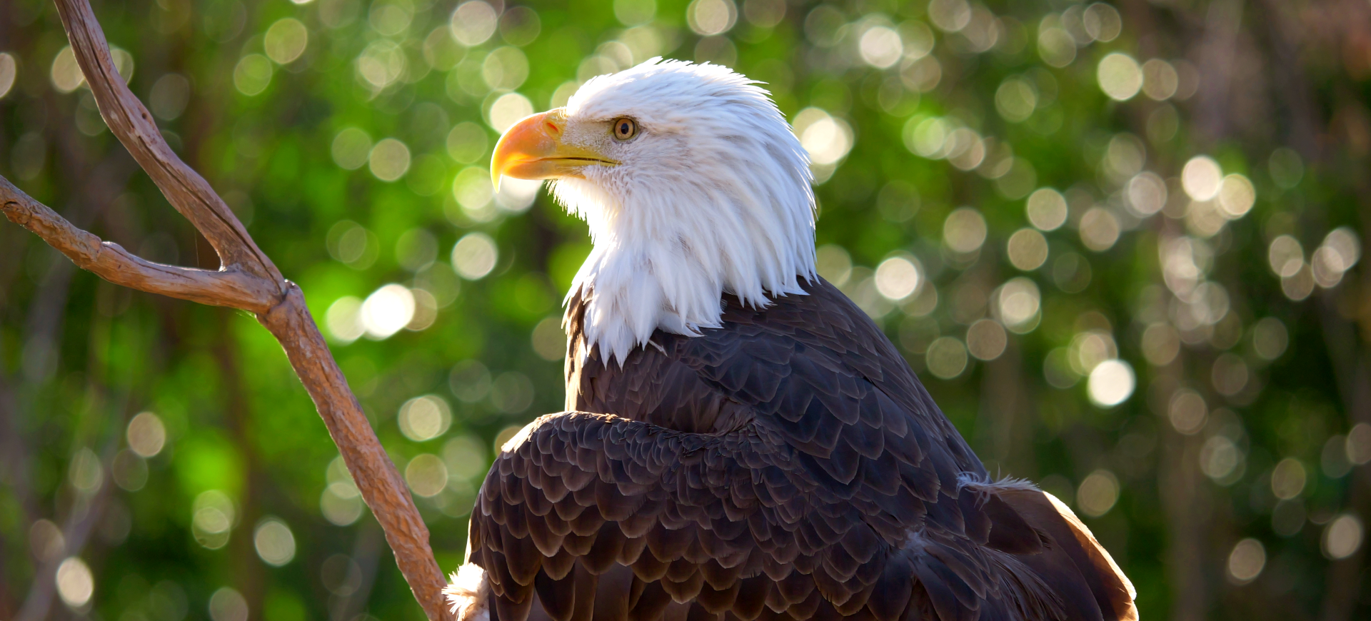 Bald Eagle Habitat Understanding The Types And Characteristics MWRXS