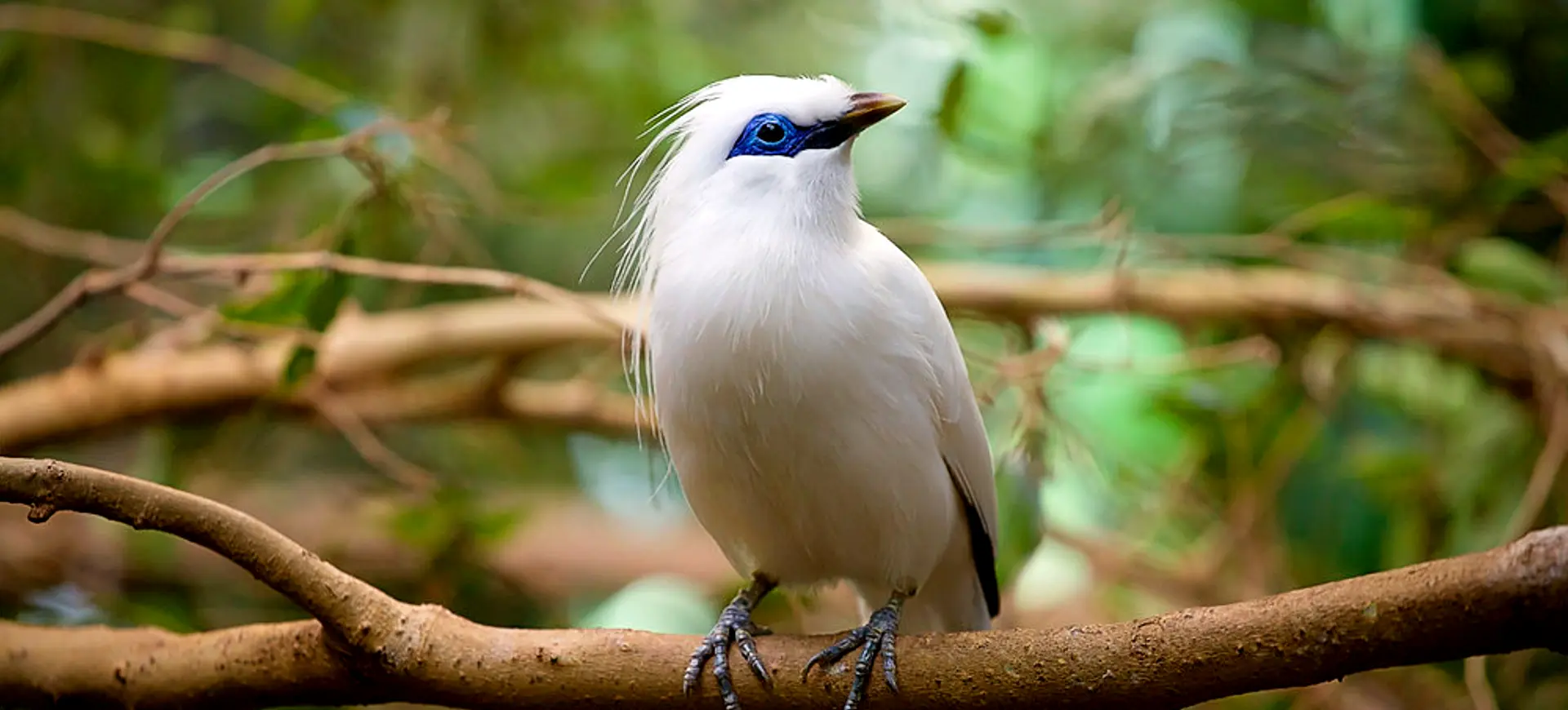 Bali Myna