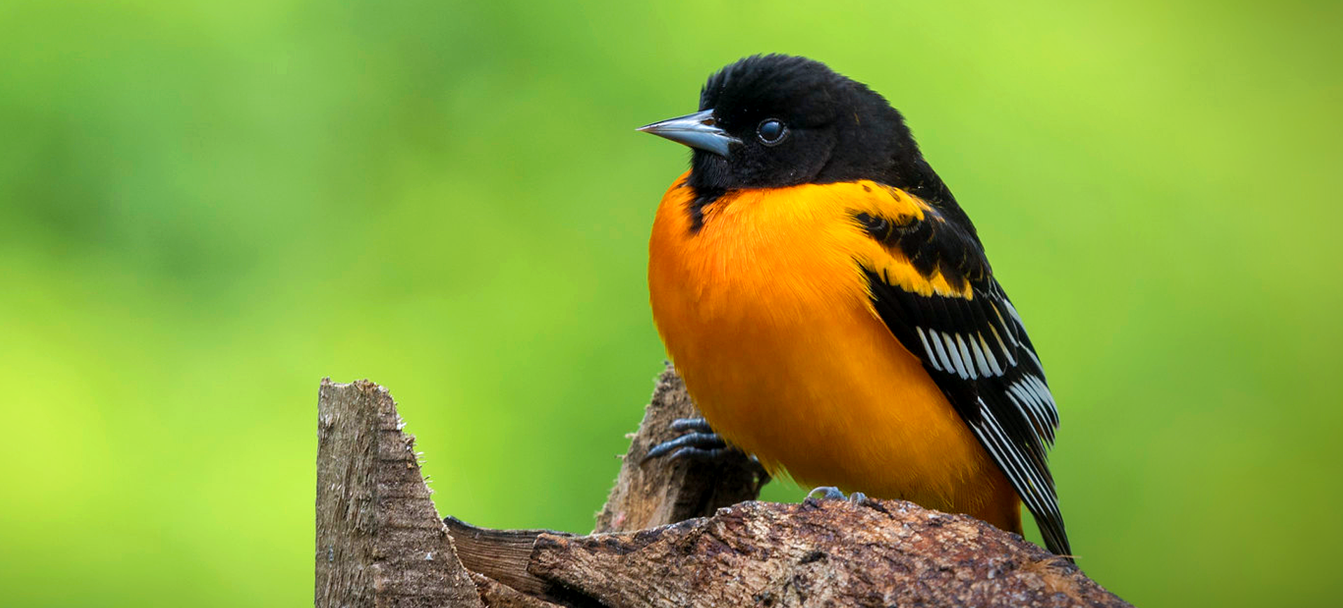 Baltimore Oriole