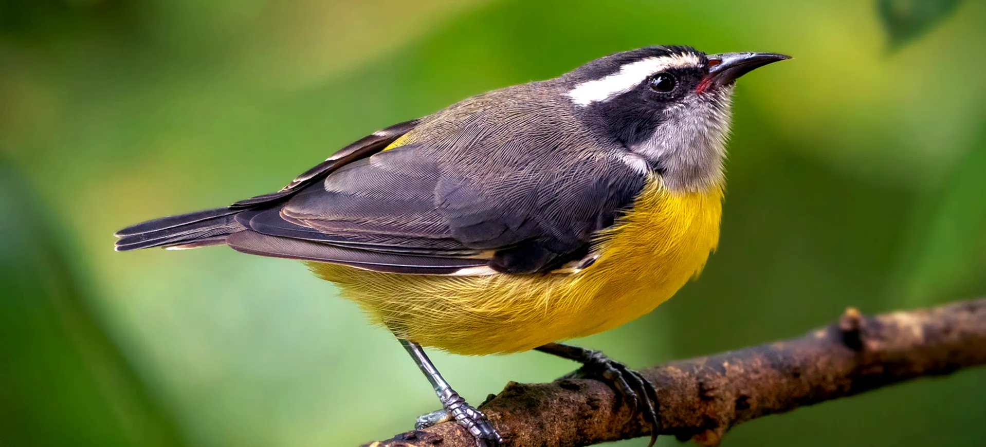 Bananaquit