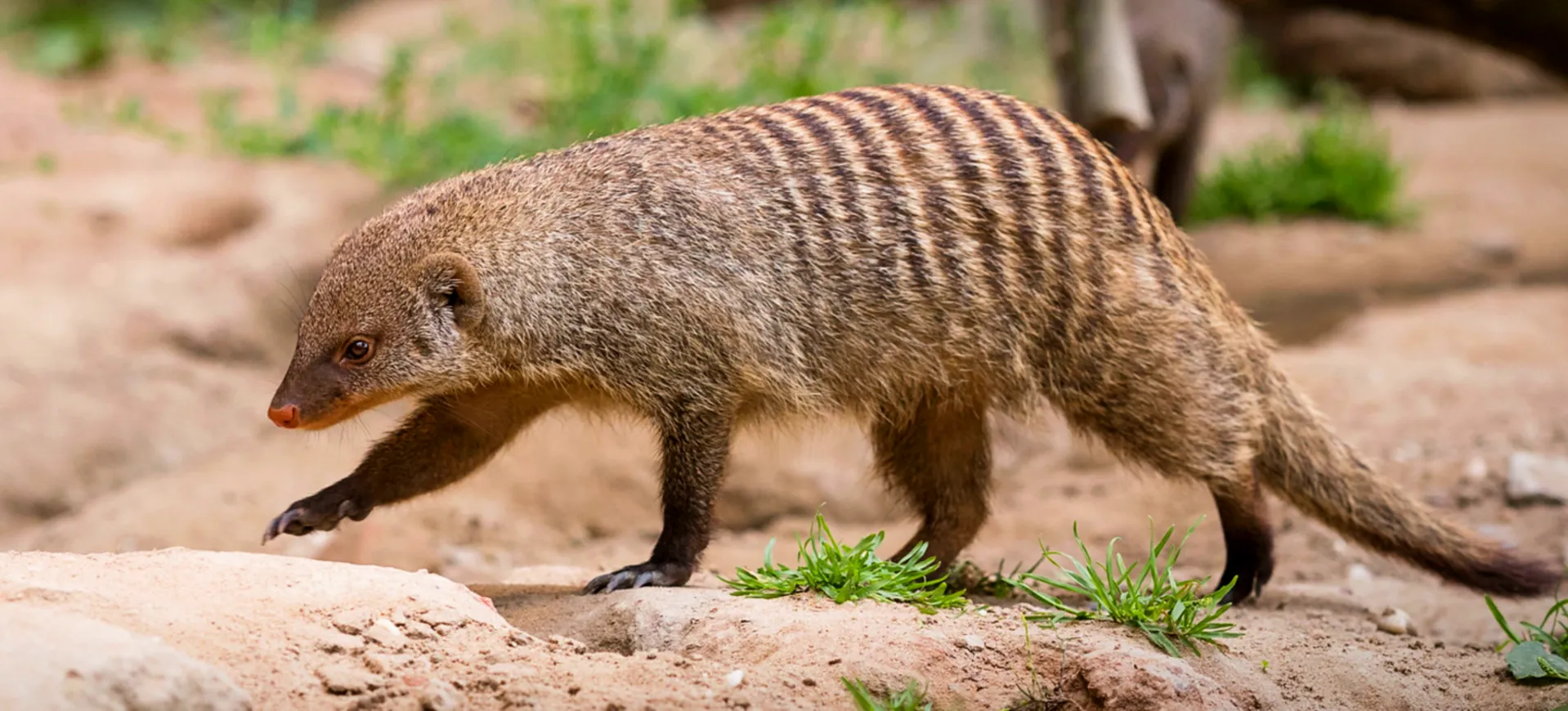 Banded Mongoose