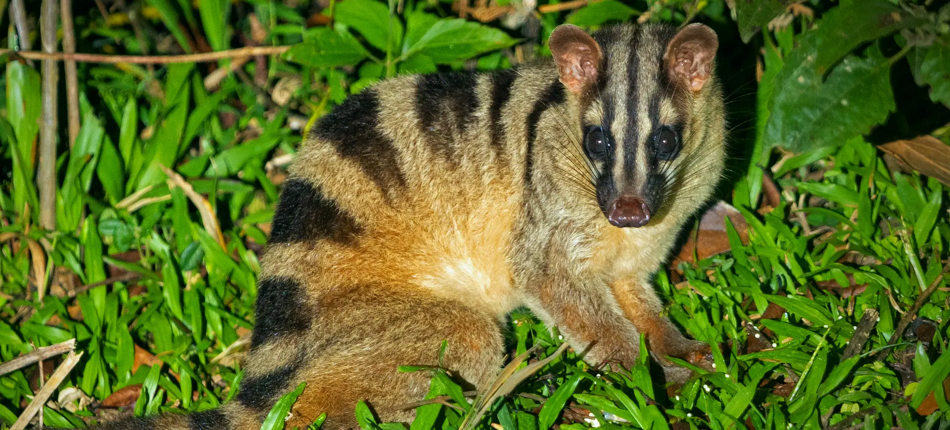 Banded Palm Civet