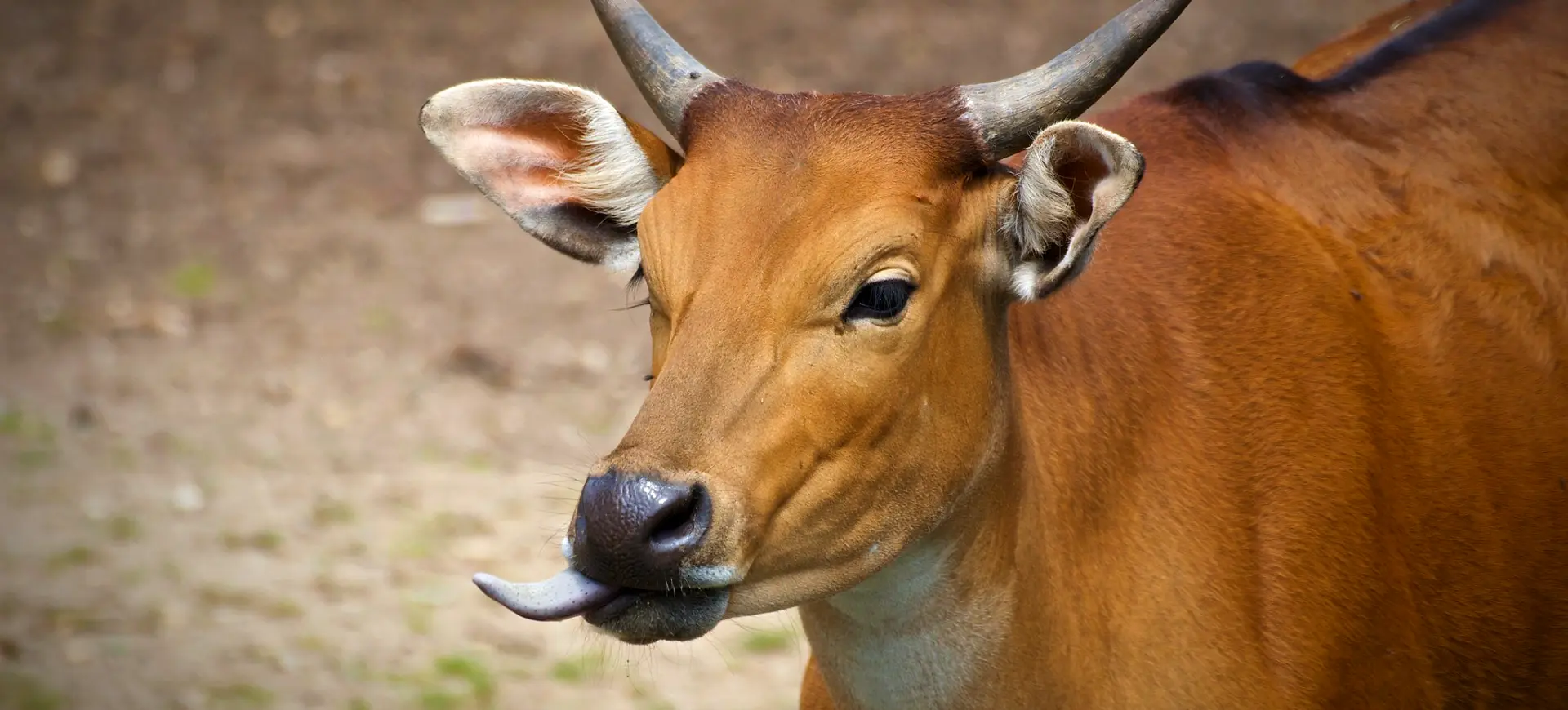 Banteng