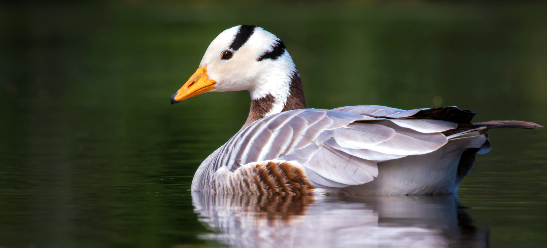 Bar-headed Goose