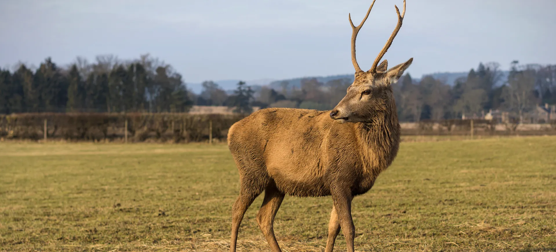 Barasingha