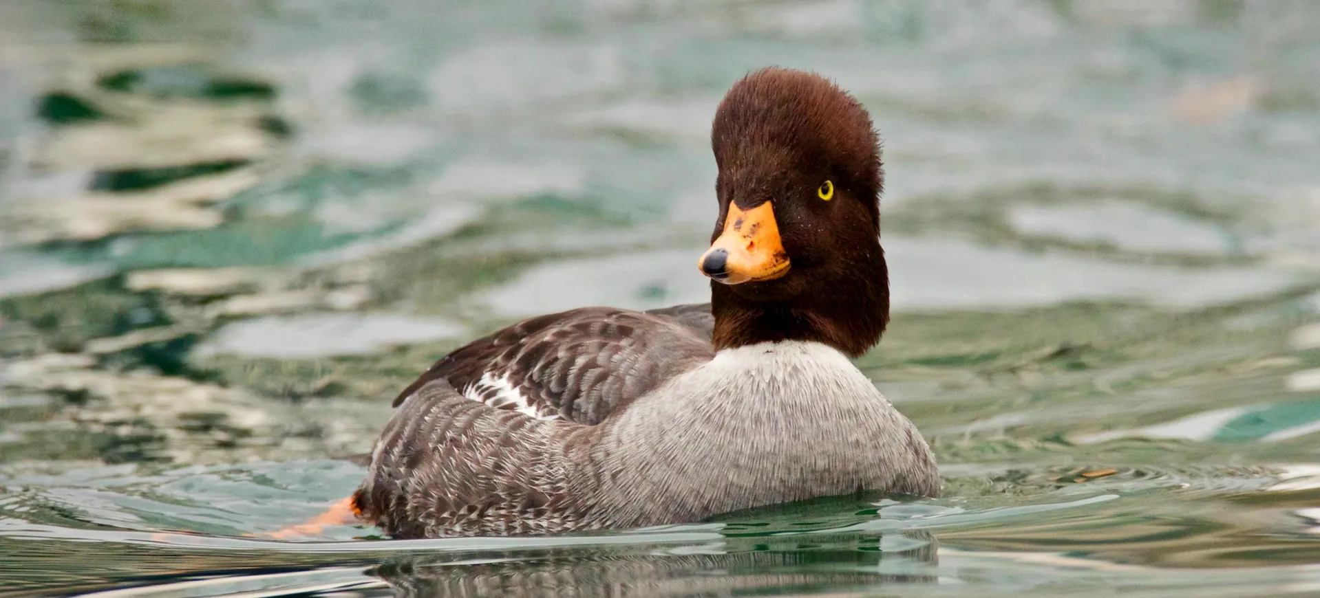 Barrow's Goldeneye