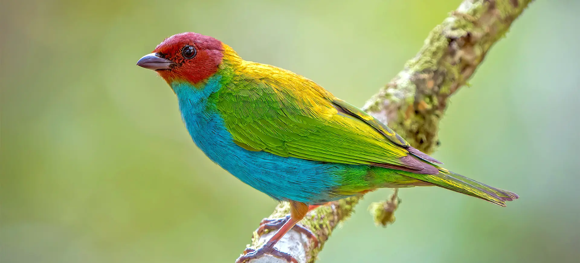 Bay-headed Tanager