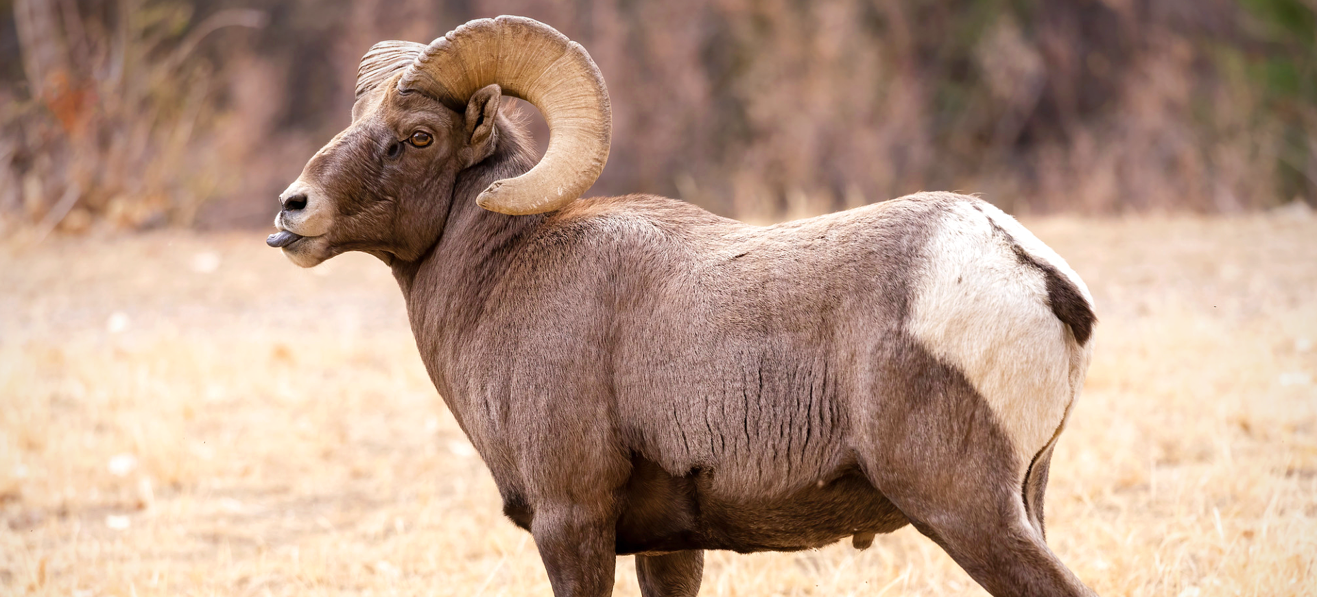 Bighorn Sheep