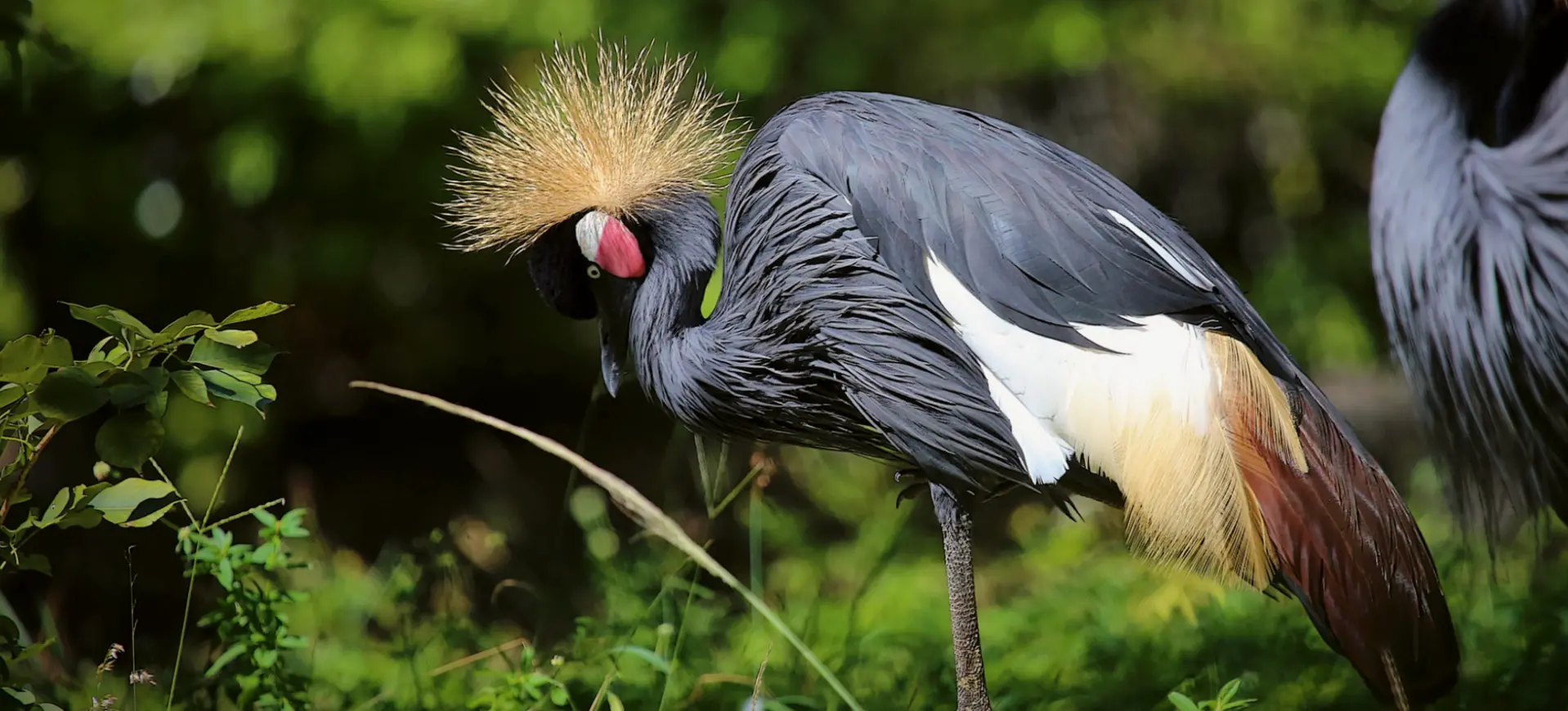 Black Crowned Crane