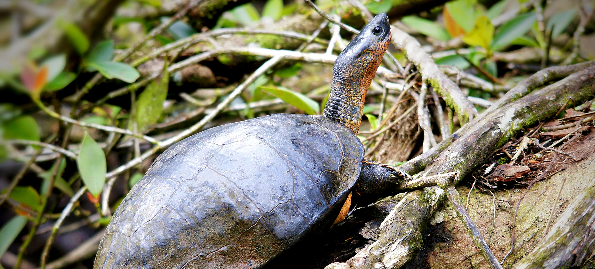 Black Wood Turtle