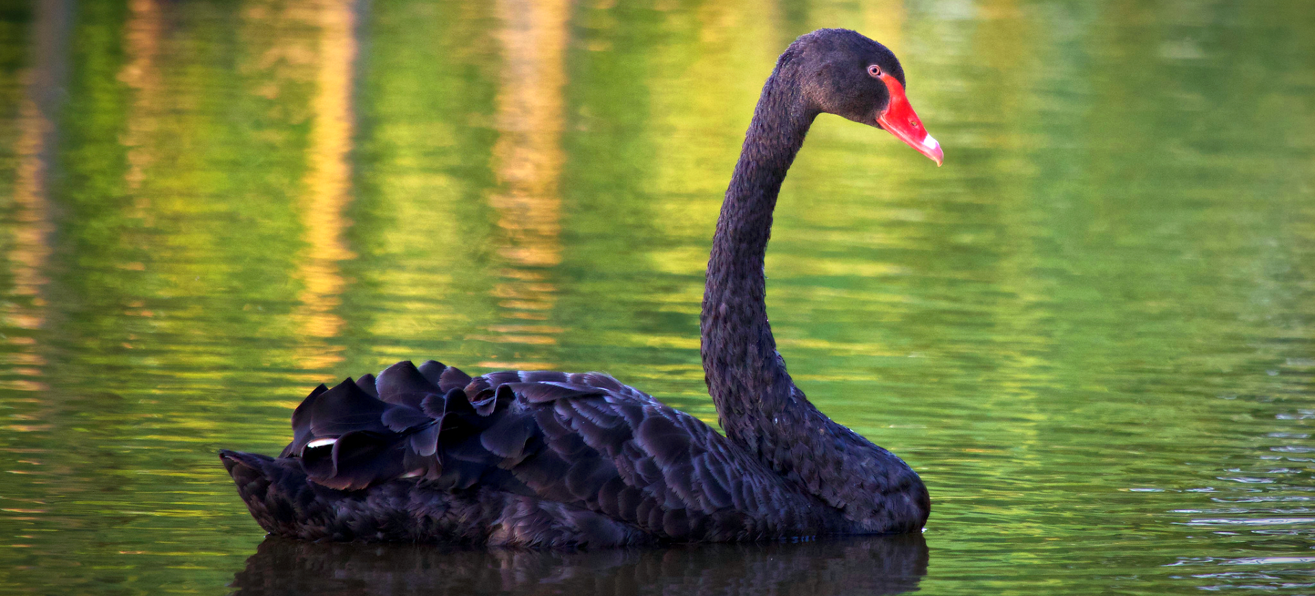 Black Swan