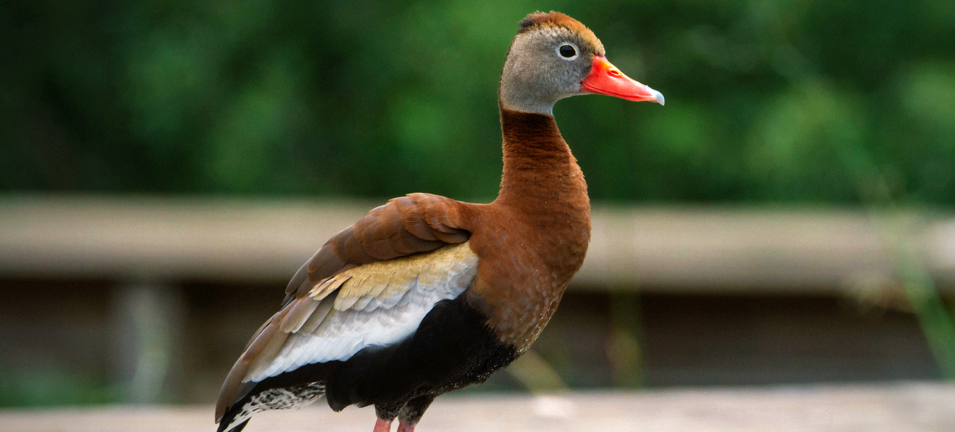 Black-bellied Whistling-duck