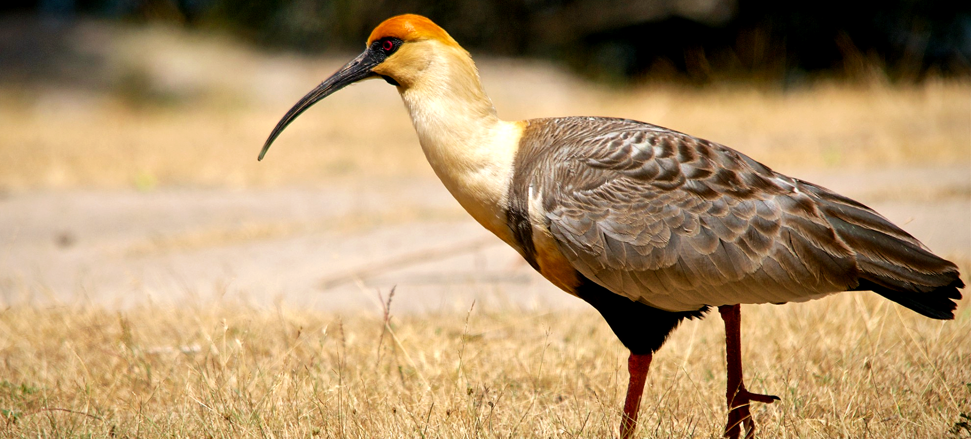 Black-faced Ibis