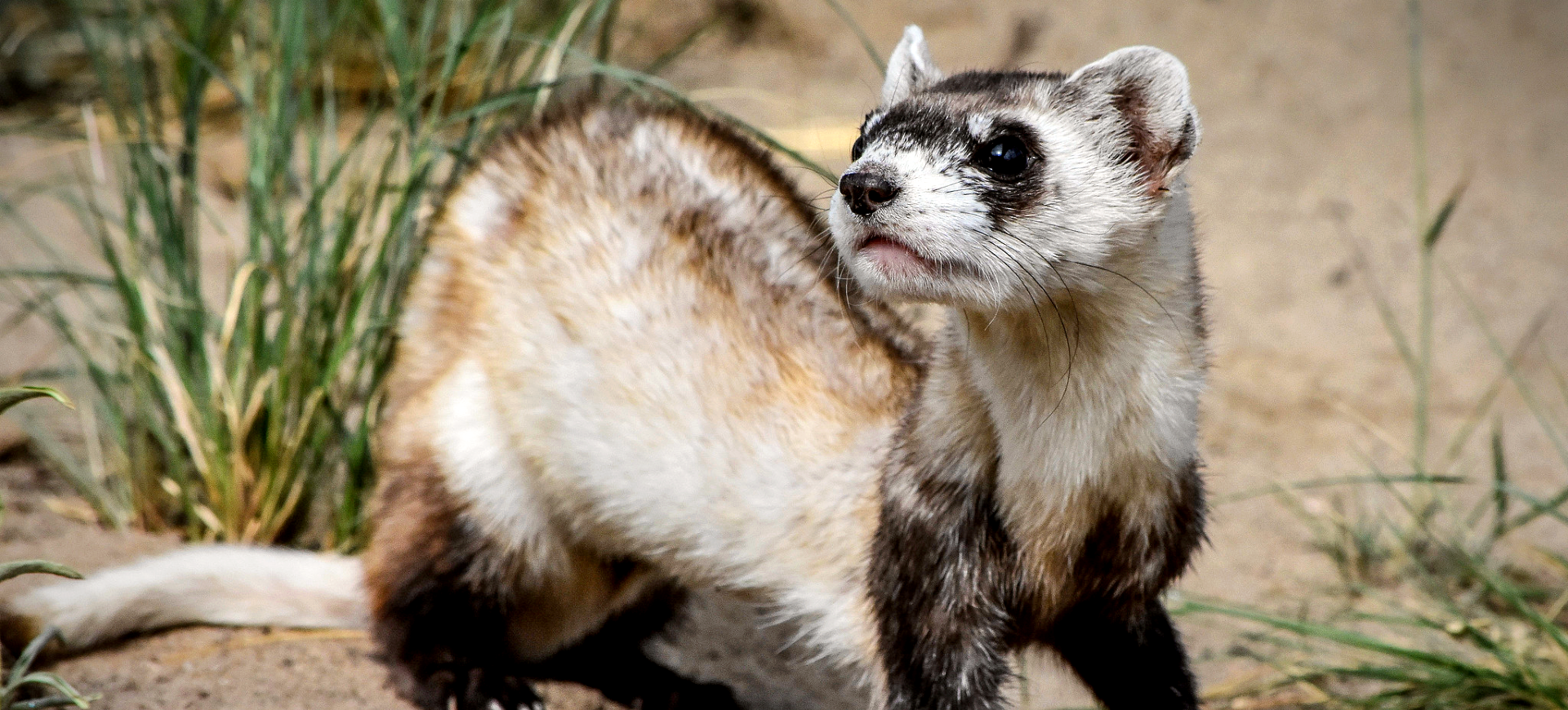 Black-footed Ferret