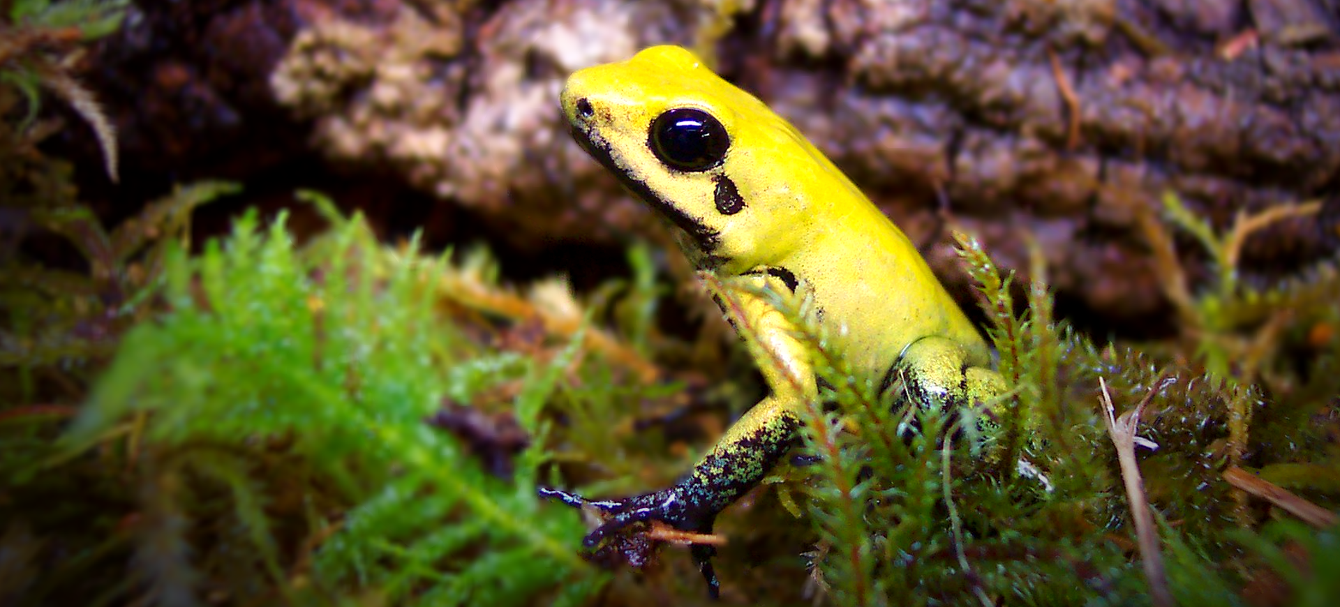 Black-legged Poison Dart Frog