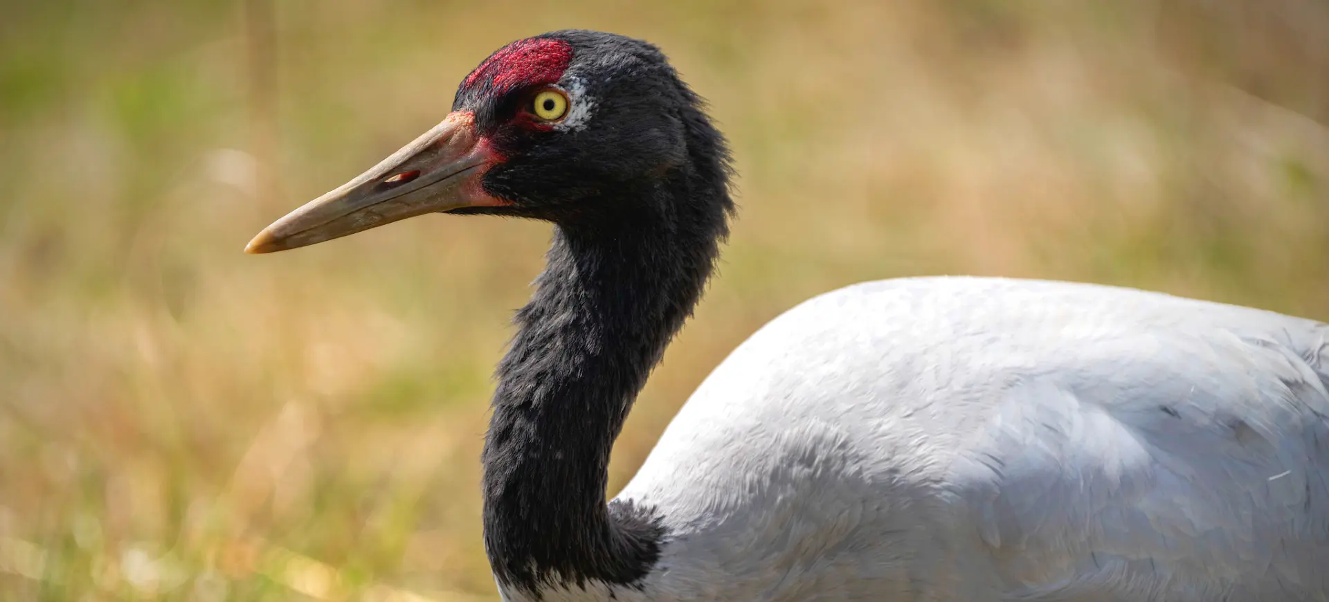 Black-necked Crane