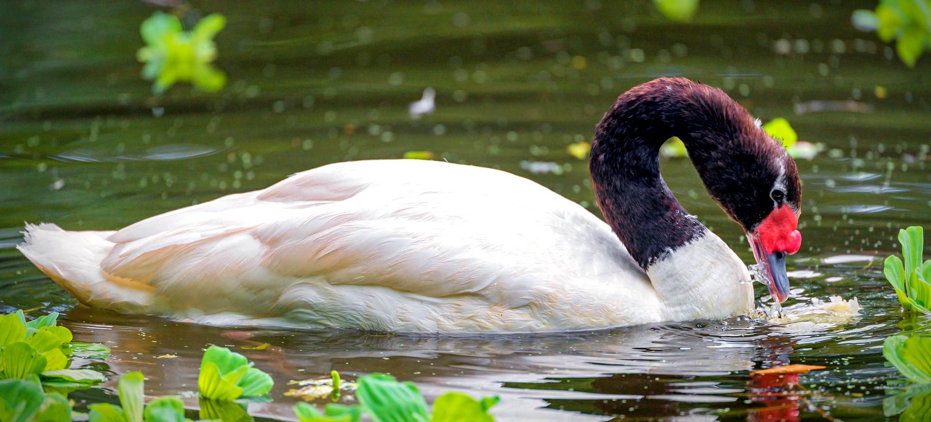 Black-necked Swan