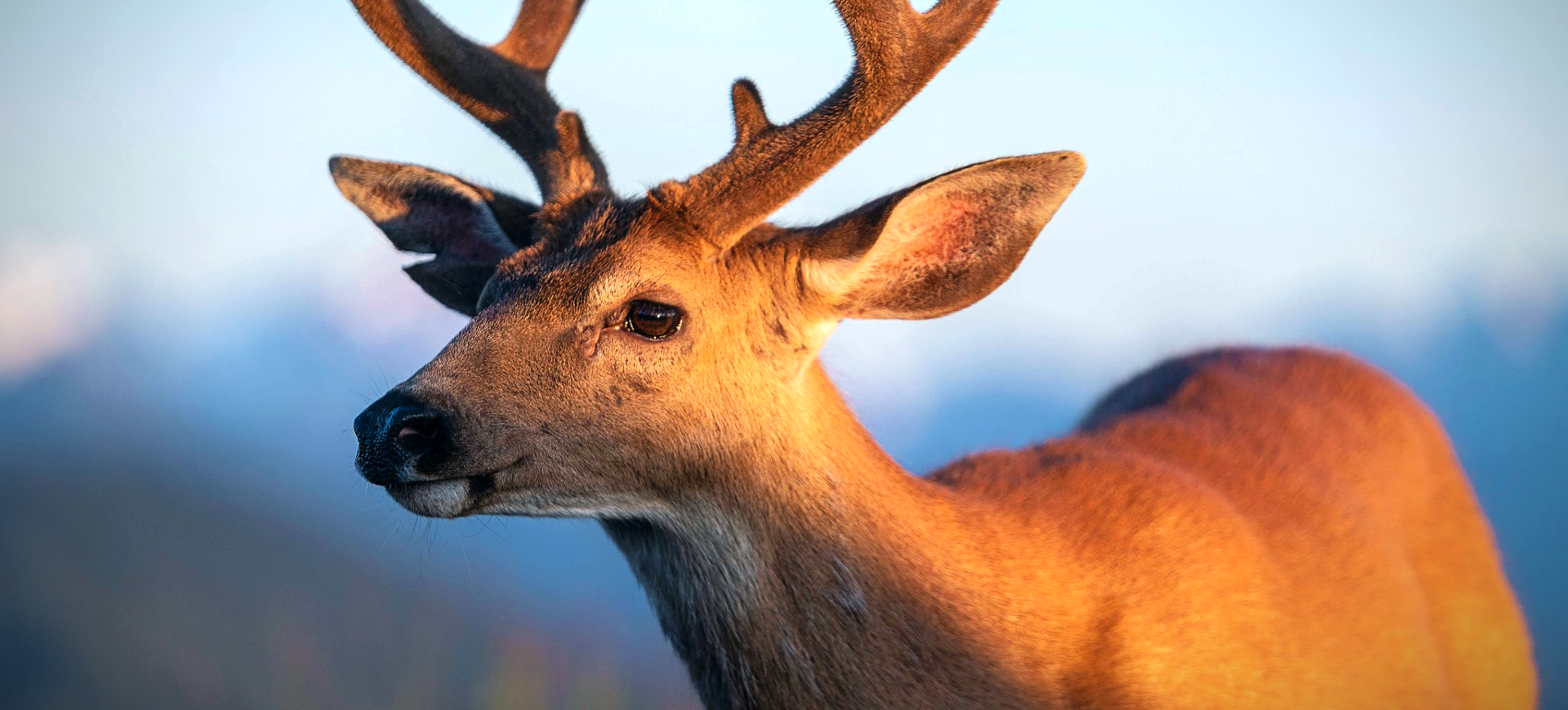 Black-tailed Deer