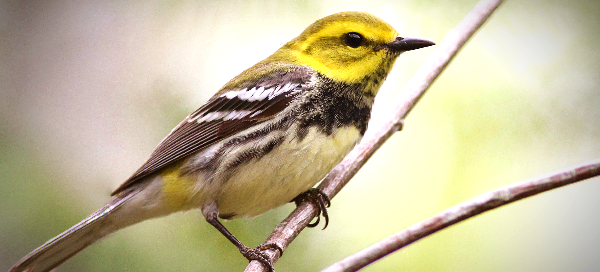 Black-throated Green Warbler