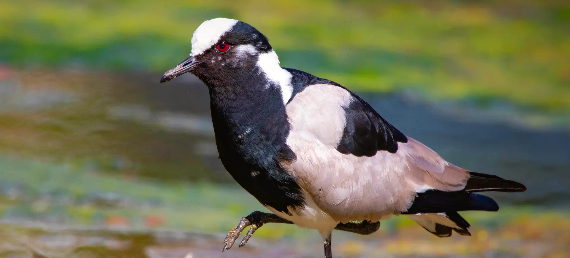 Blacksmith Lapwing