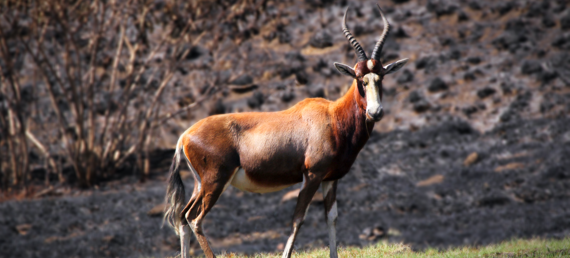 Blesbok