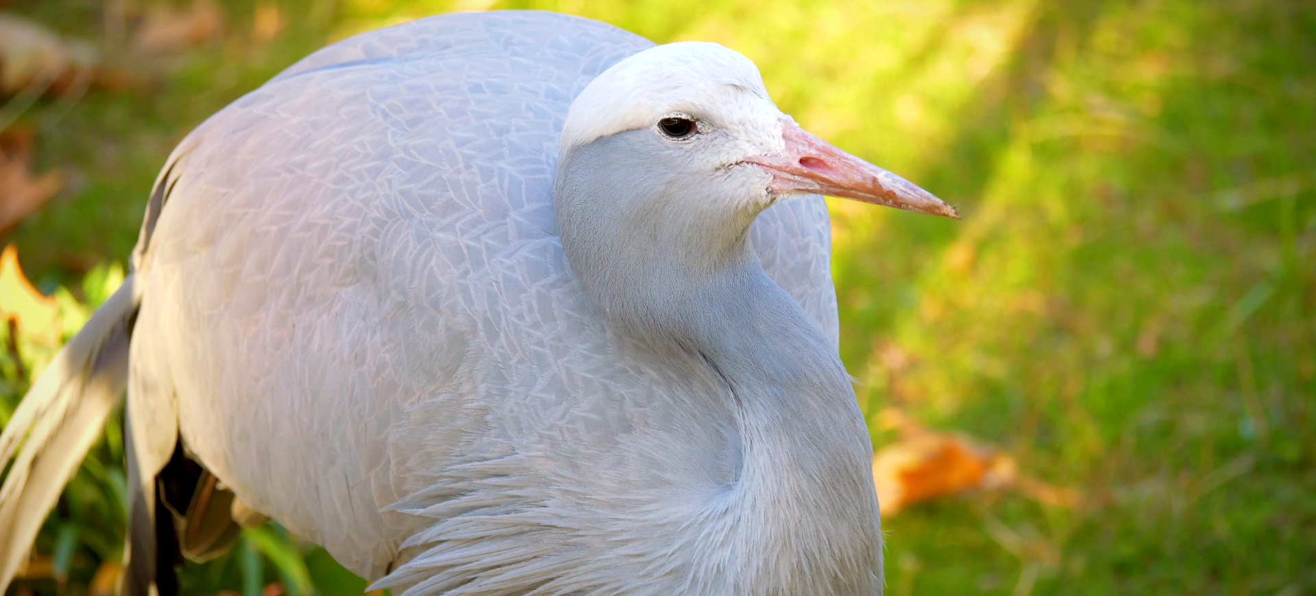 Blue Crane