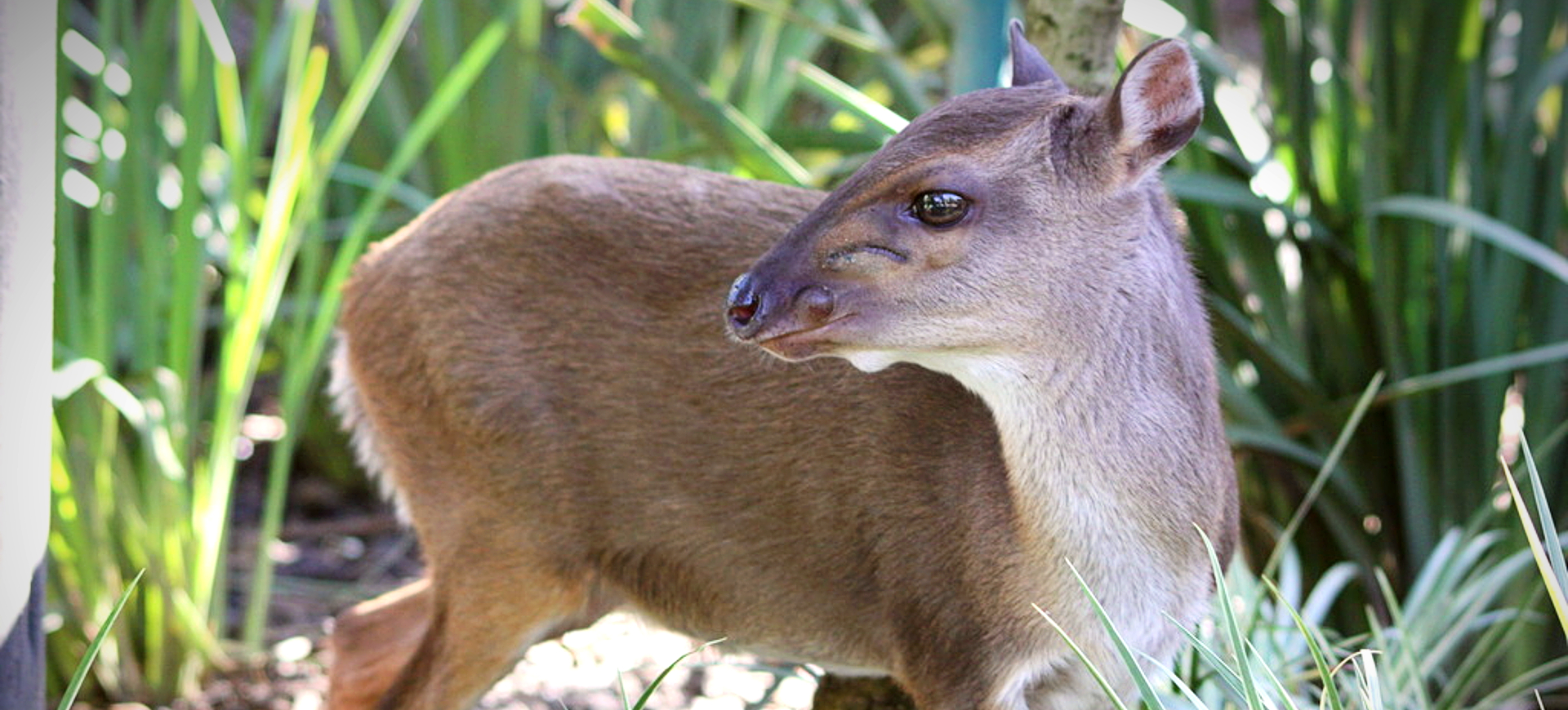 Blue Duiker