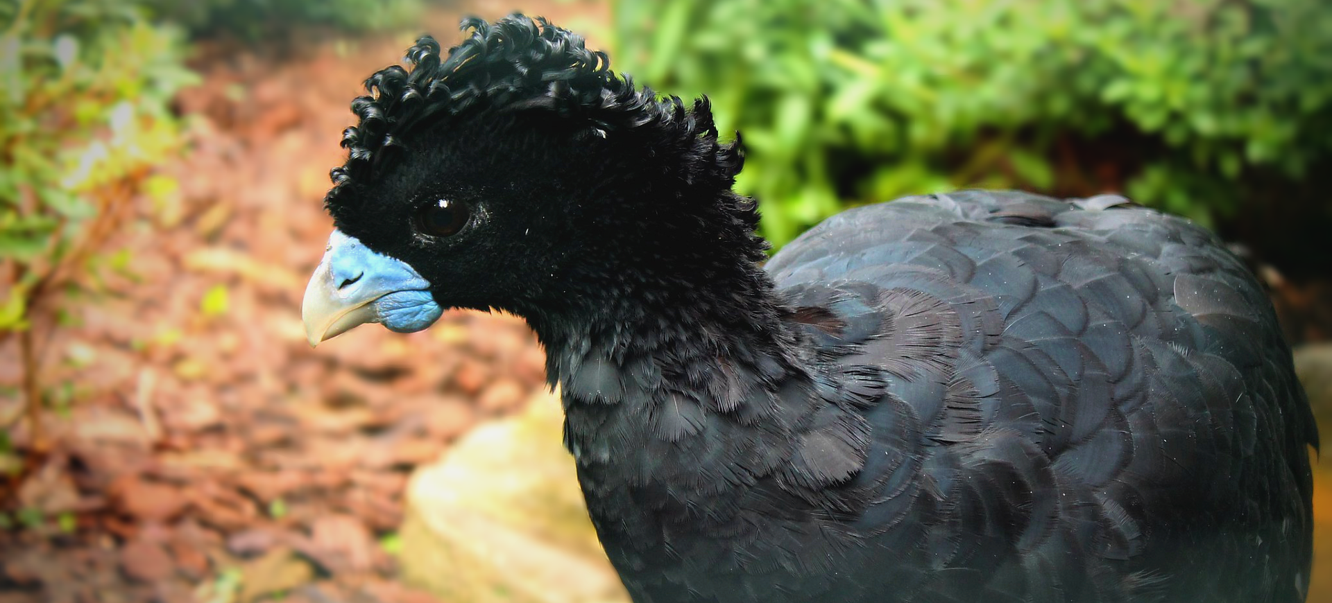 Blue-billed Curassow