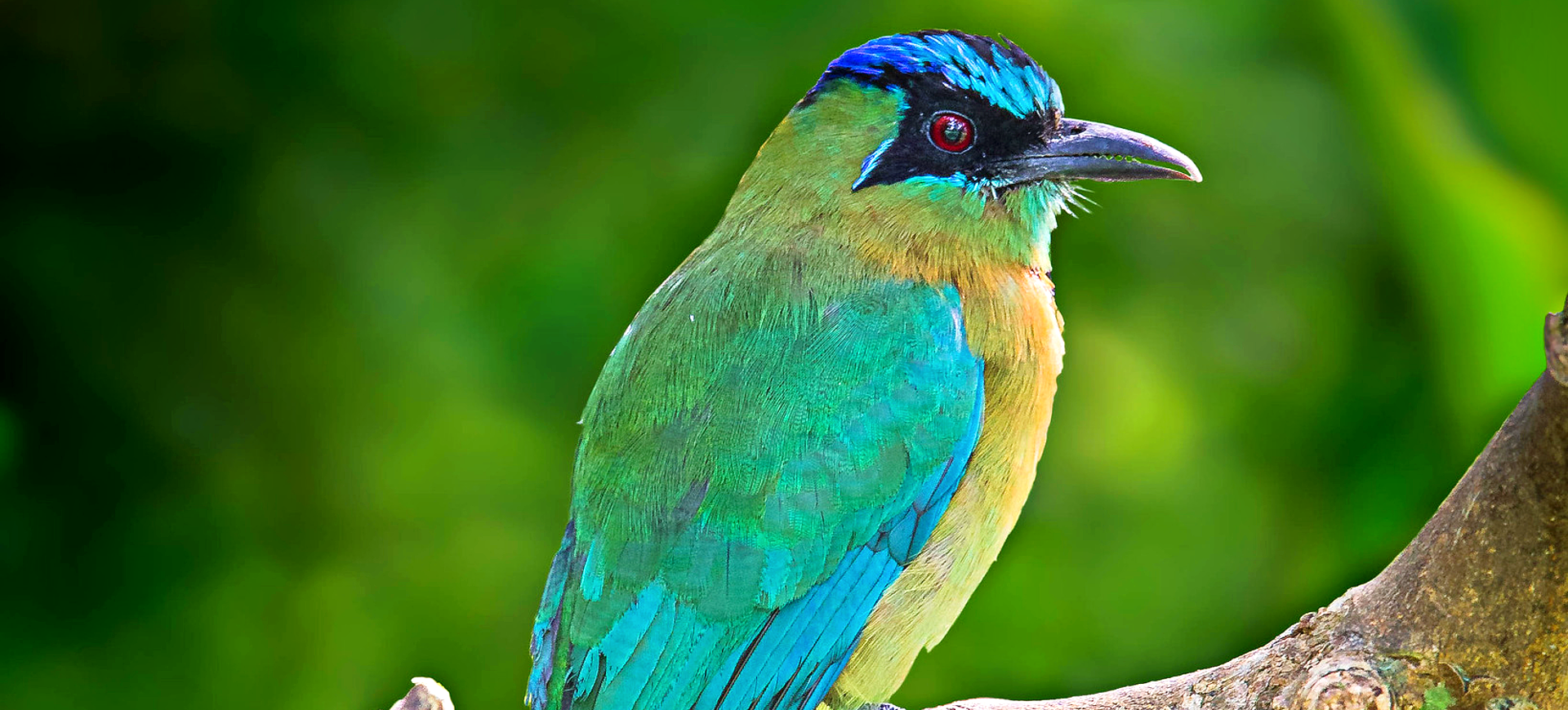 Blue-crowned Motmot