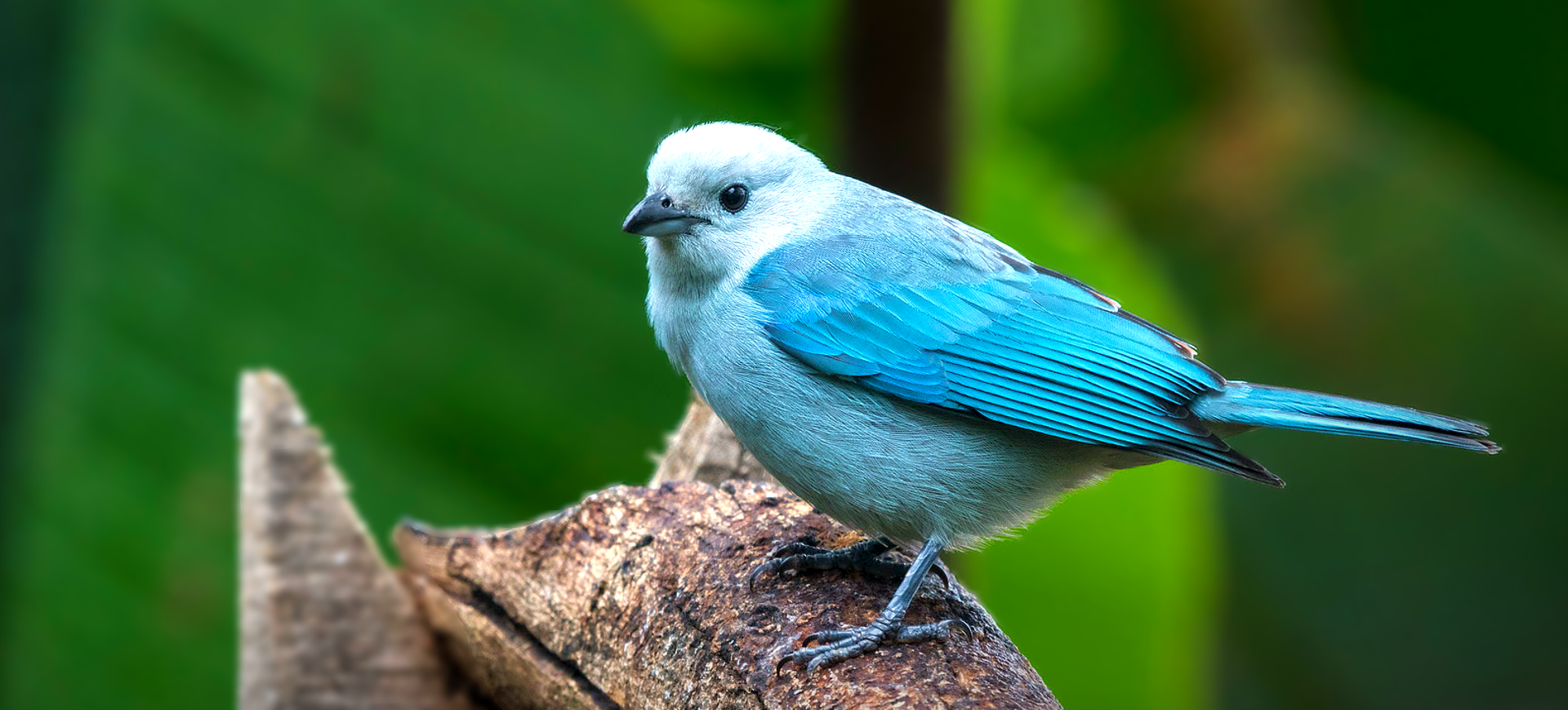 Blue-gray Tanager