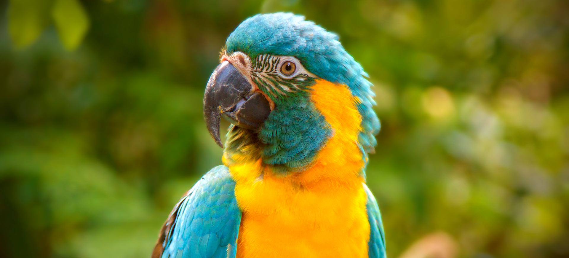 Blue-throated Macaw