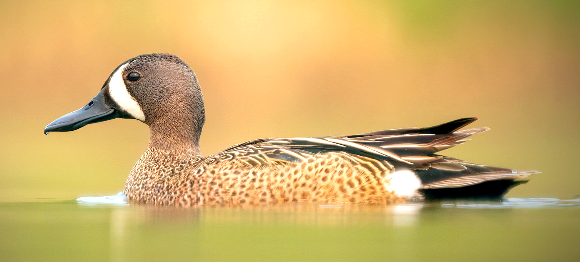 Blue-winged Teal