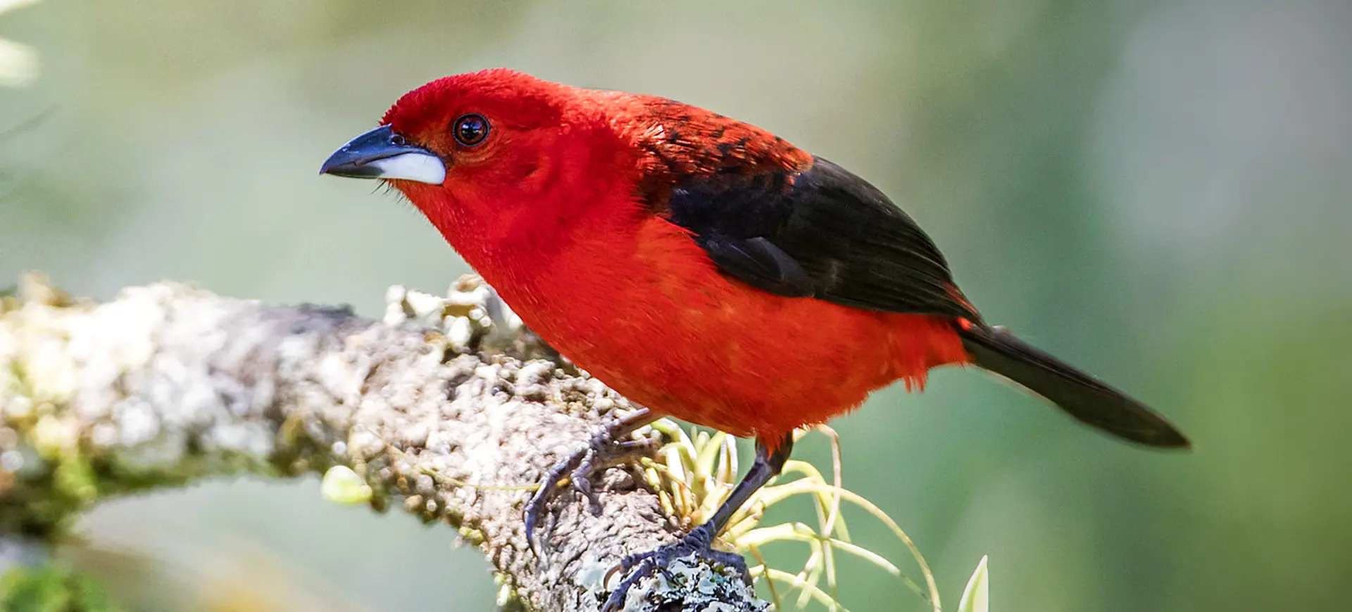 Brazilian Tanager