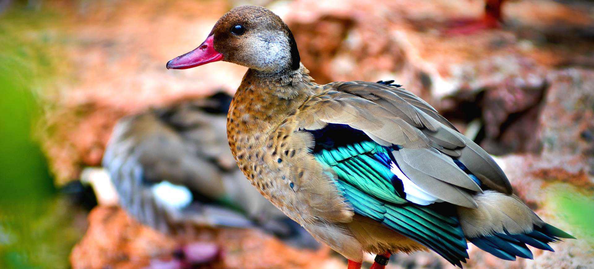 Brazilian Teal