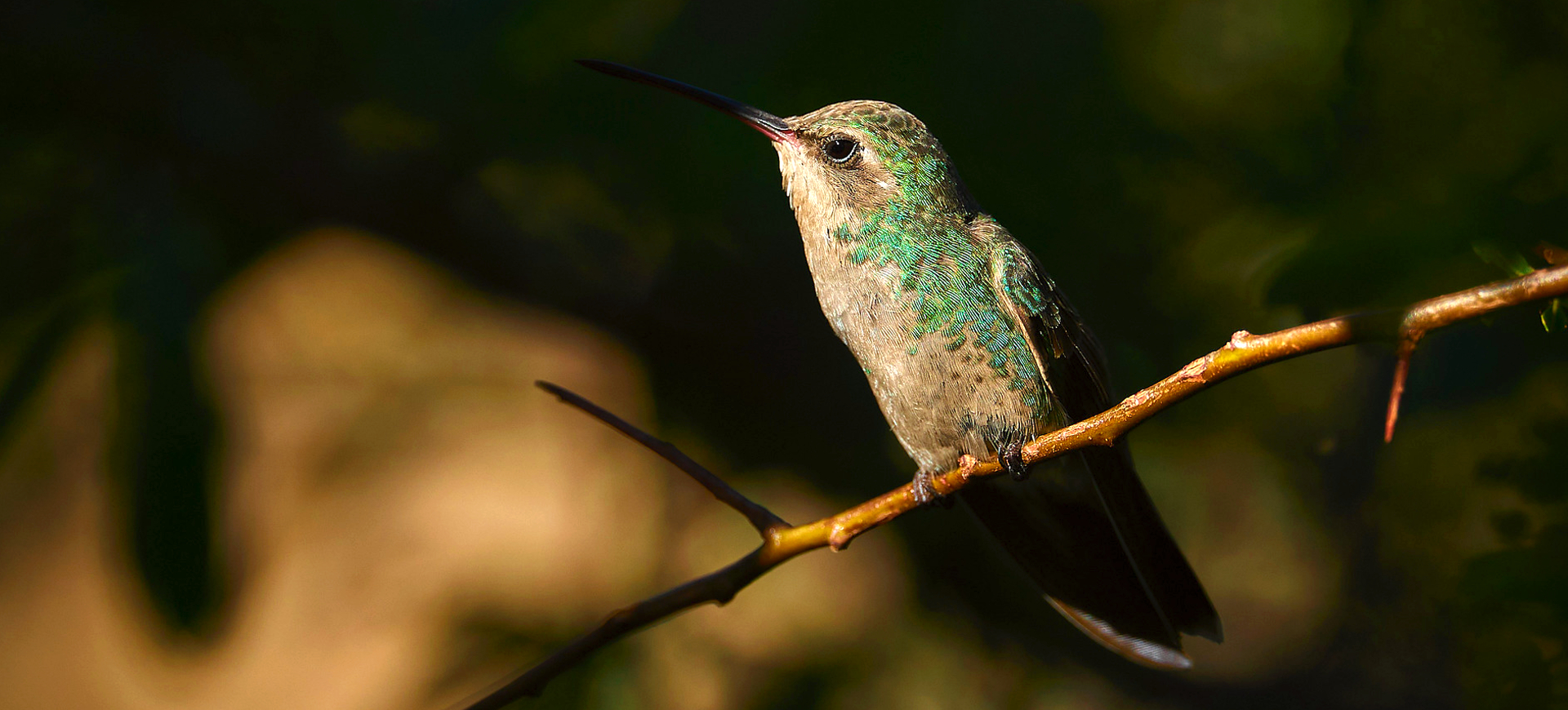 Broad-billed Hummingbird