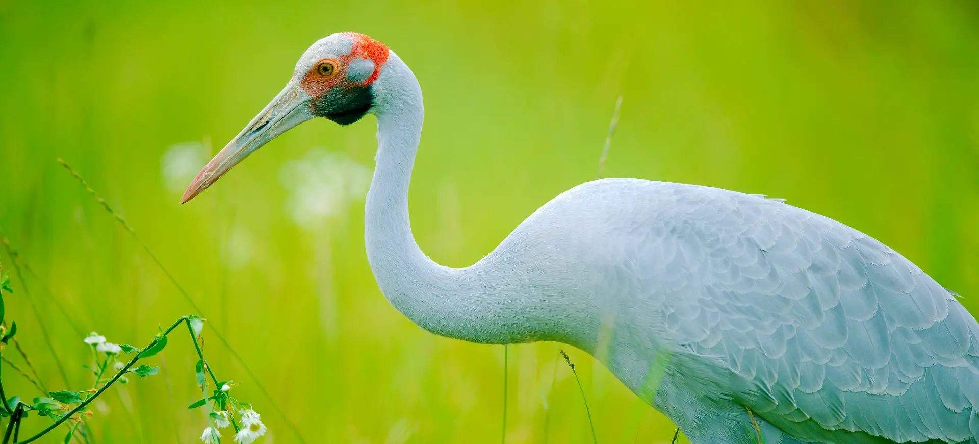 Brolga