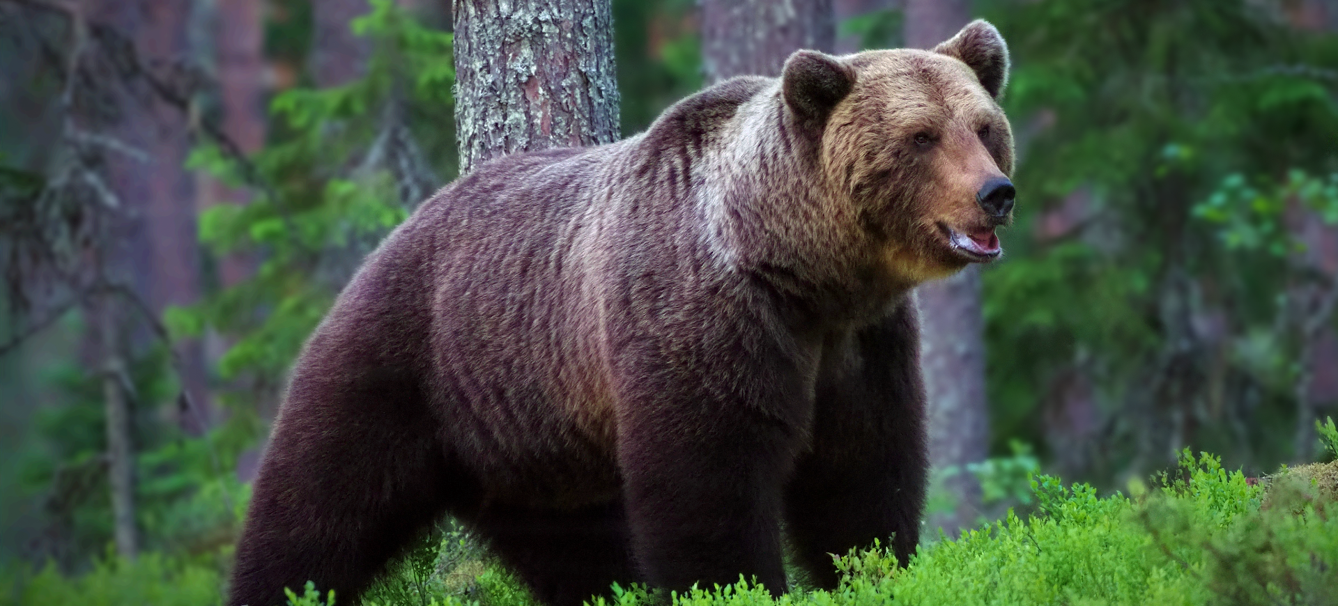 Brown Bear