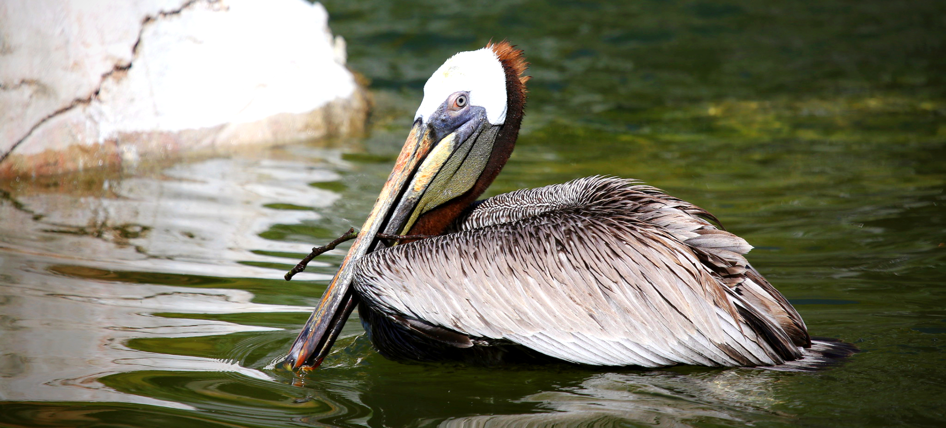 Brown Pelican