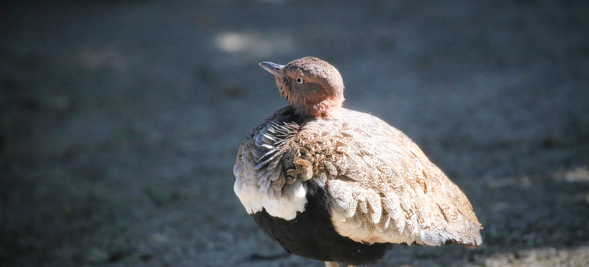 Buff-crested Bustard