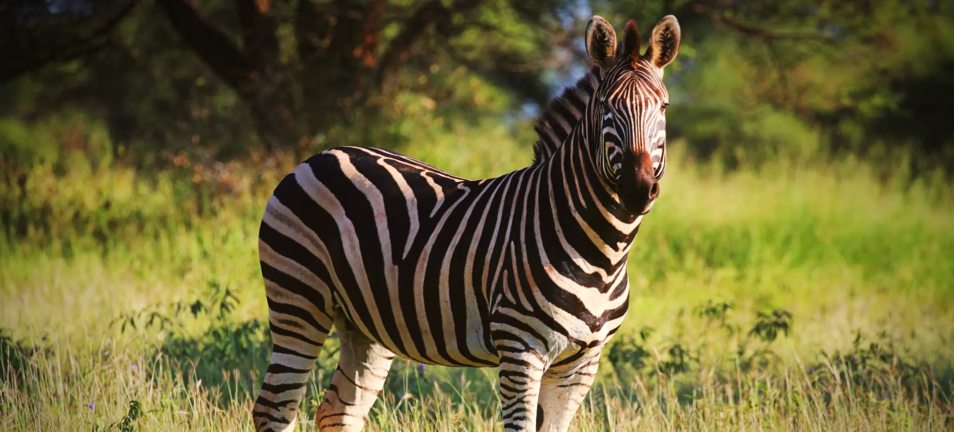 Burchell's Zebra