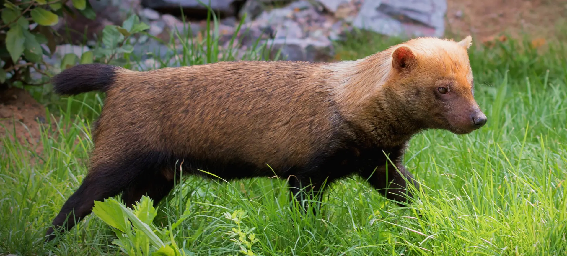 Bush Dog