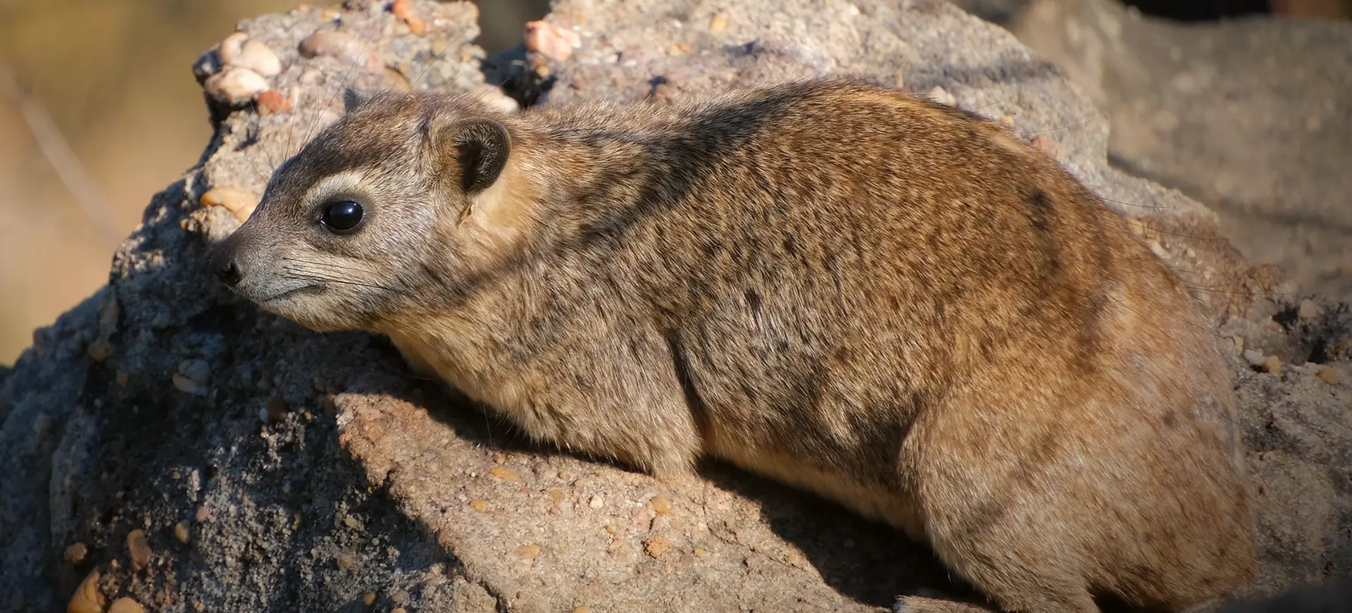 Bush Hyrax