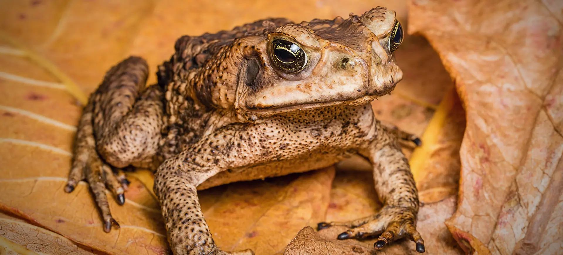 Cane Toad