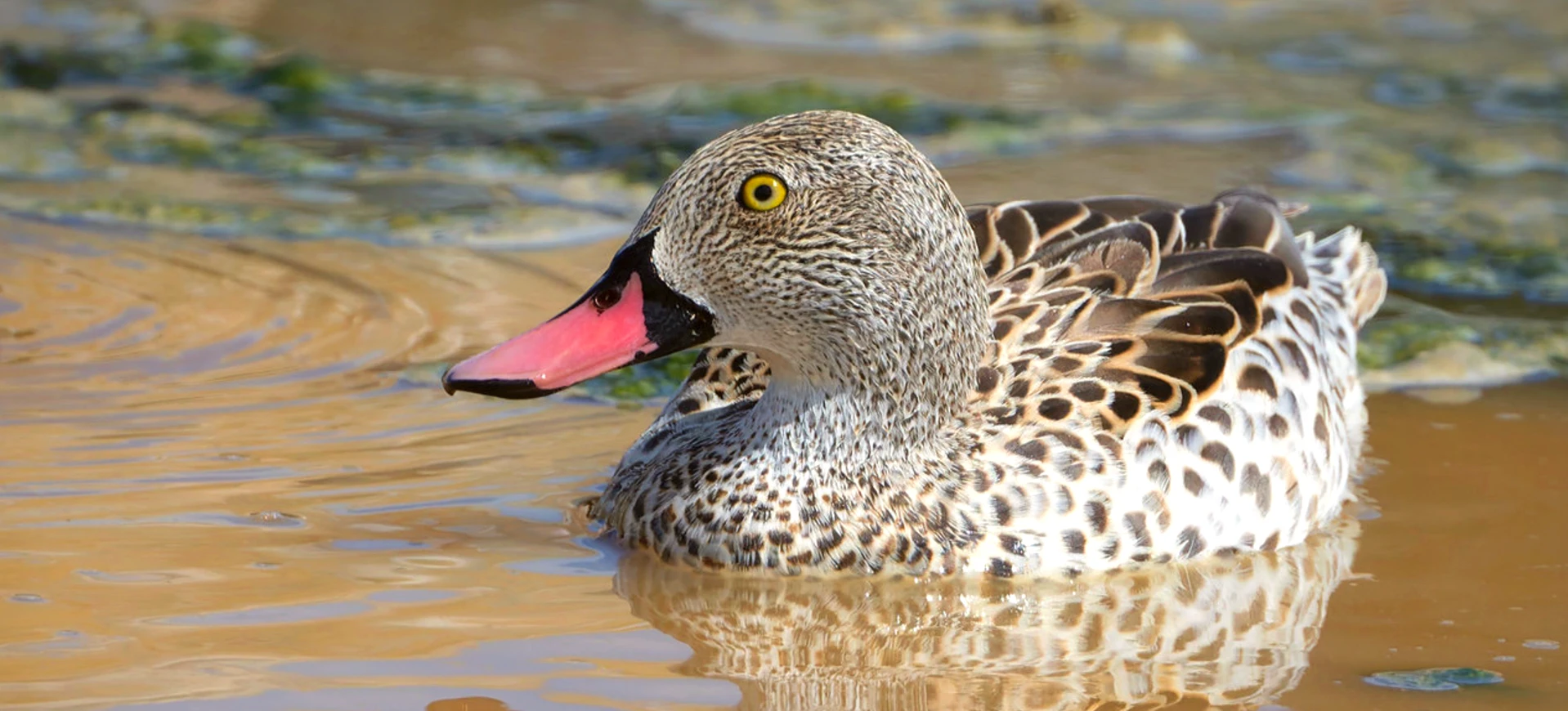 Cape Teal