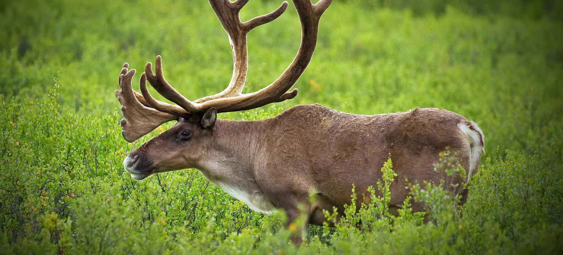 Caribou