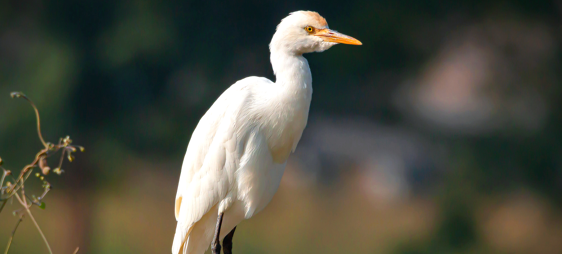 Cattle Egret