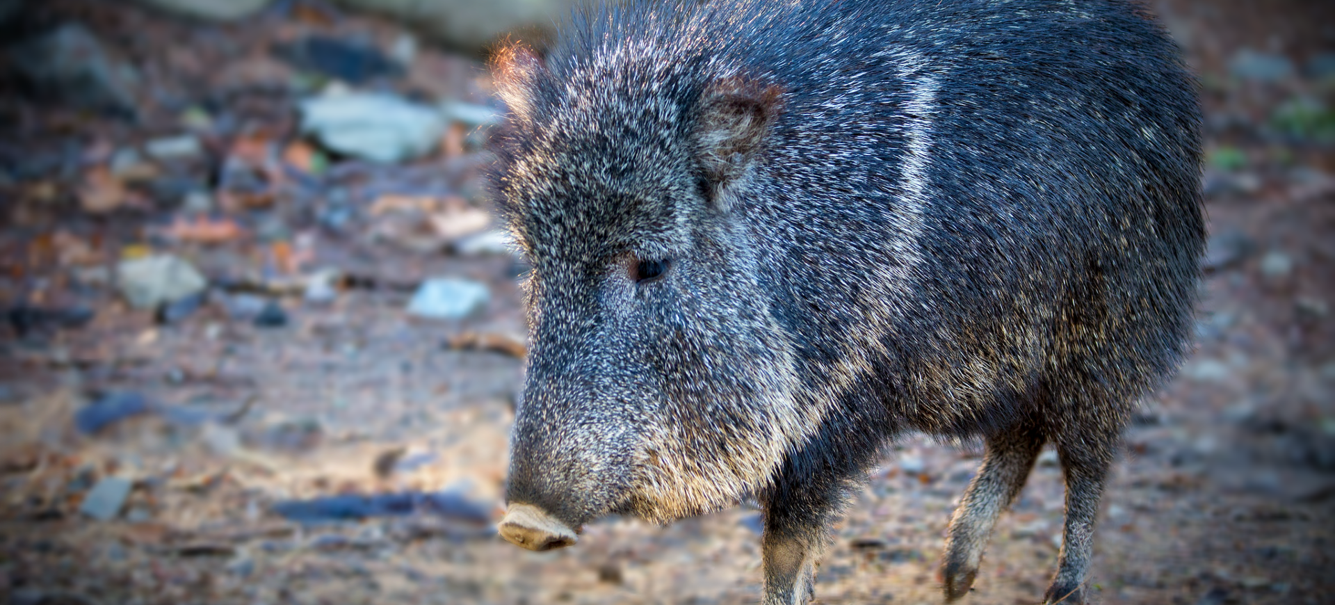 Chacoan Peccary