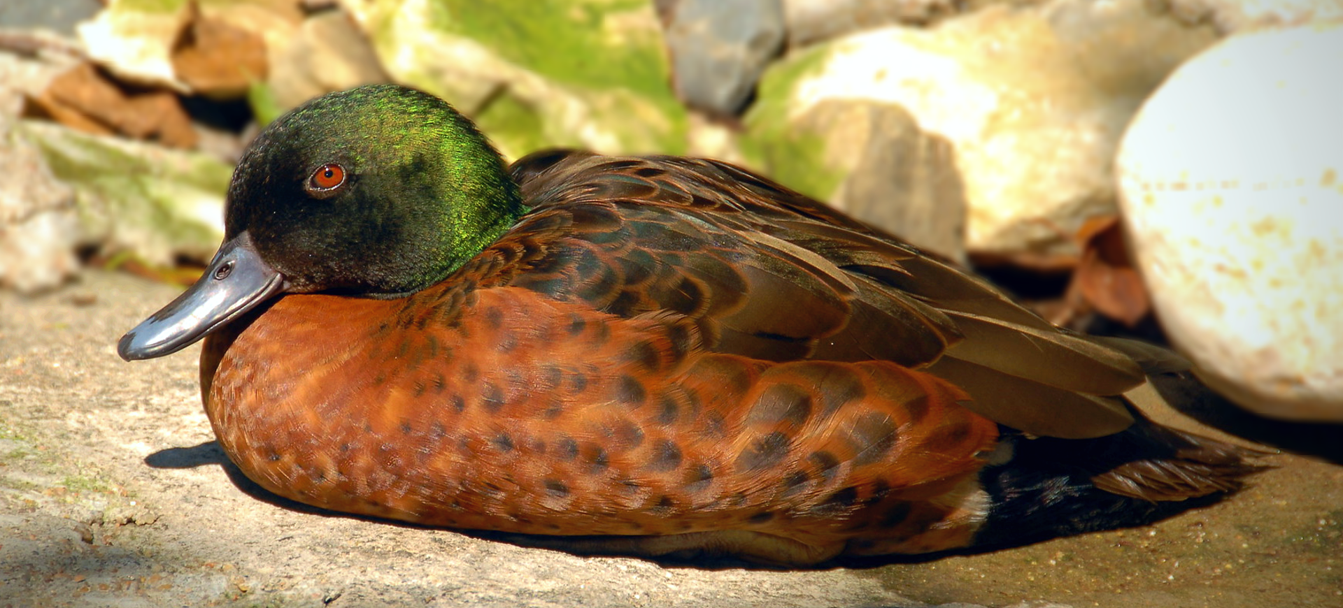 Chestnut Teal